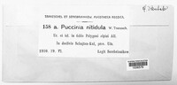 Puccinia nitidula image